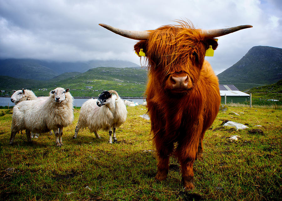 Highland cow Photograph by Paul Carroll and Mhairi Carroll
