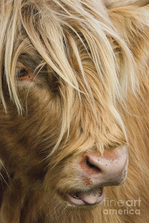 Highland Cow Portrait Photograph by Chris Thaxter