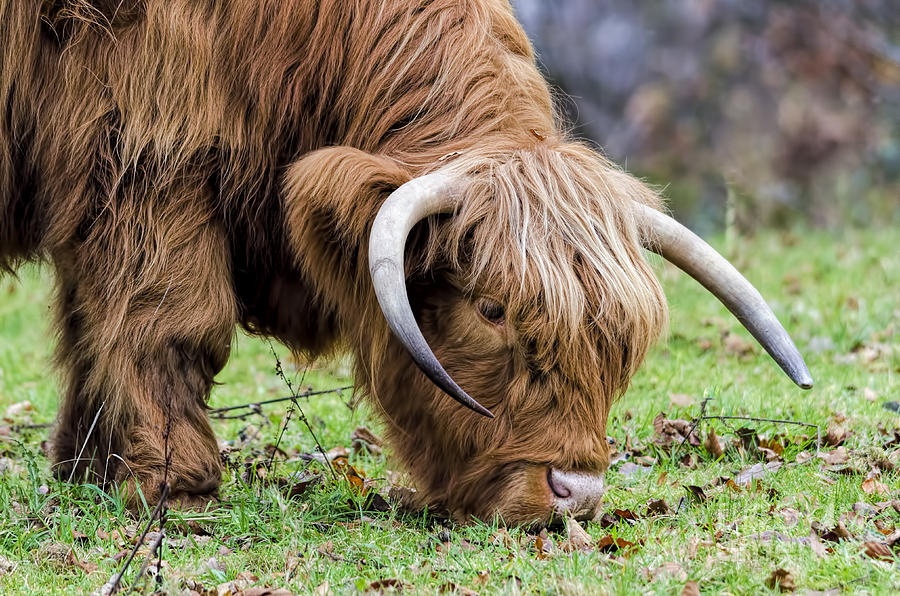 Highland cow Photograph by Steev Stamford