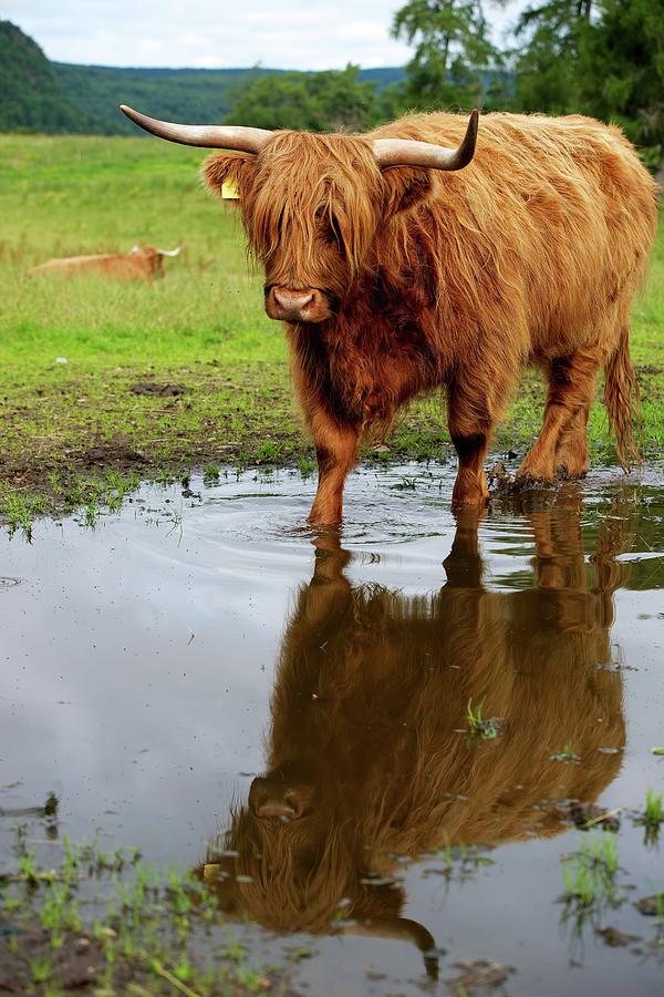 Highland Cow Photograph by Thomas Kurmeier