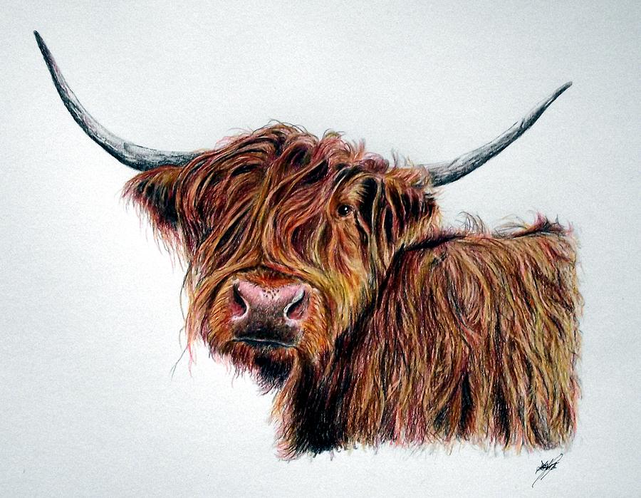 Highland Cow Torloisk Isle Of Mull Scotland Drawing by Aaron de la Haye