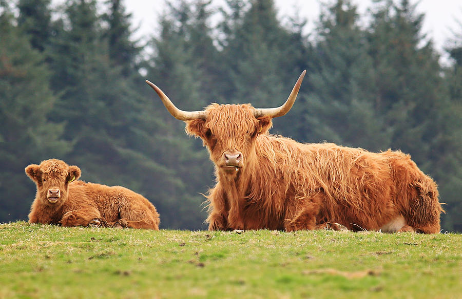 Highland Cow with her young calf. Photograph by Nick Bubb  www.imagecaptured.co.uk