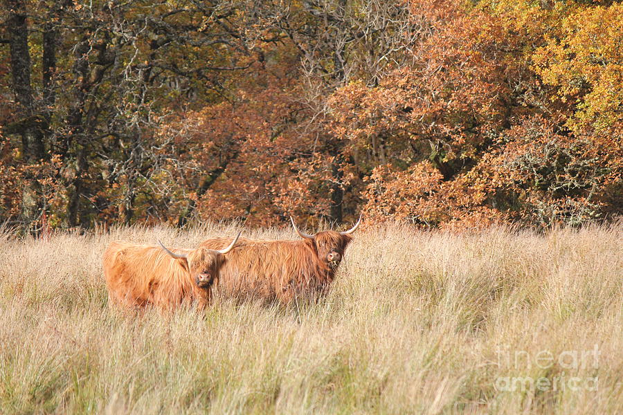 Highland Cows In Autumn Photograph by David Grant