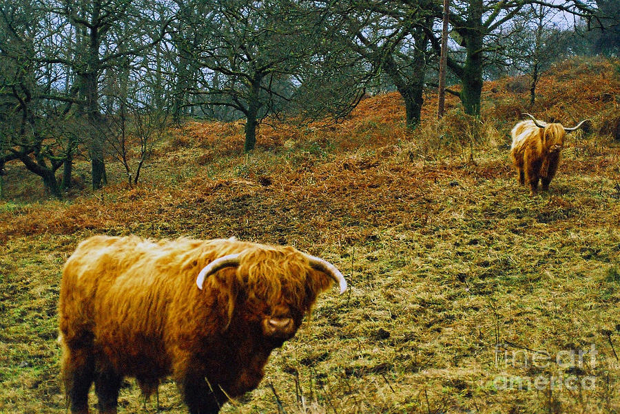 Highland Cows Landscape Photograph by Cassandra Buckley