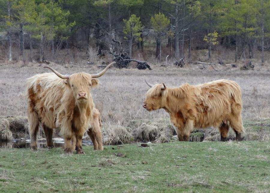 Highland Cows Photograph by Lucinda VanVleck