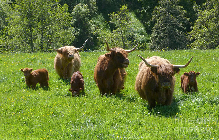 Highland cows and calves - Glenlivet - Scotland Photograph by Phil Banks