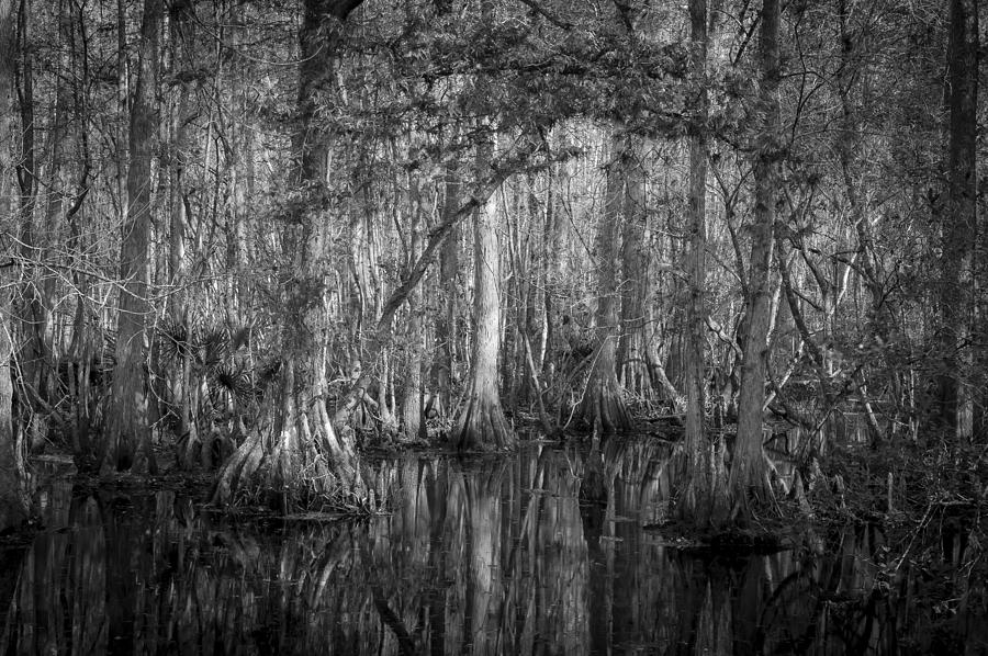 Highland Hammocks State Park Florida BW Photograph by Rich Franco