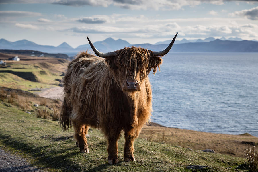 Highland Horns Photograph by John Turp