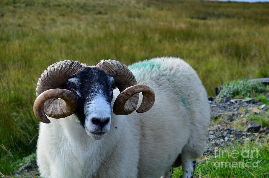 Sheep Photograph - Highland Sheep by DejaVu Designs
