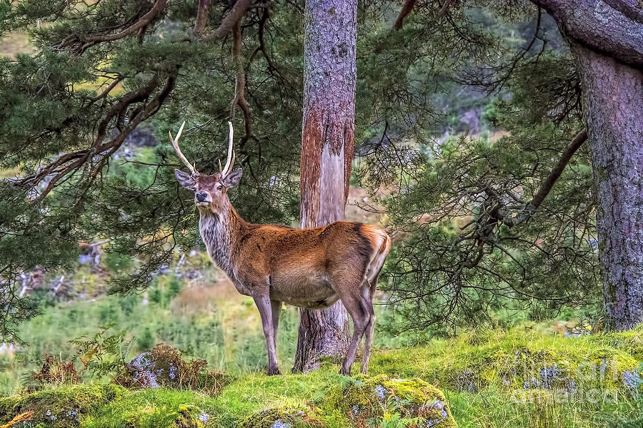 Highland Stag Photograph