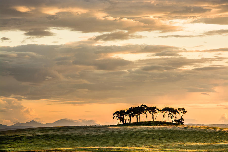 Highland Trees Photograph by Veli Bariskan