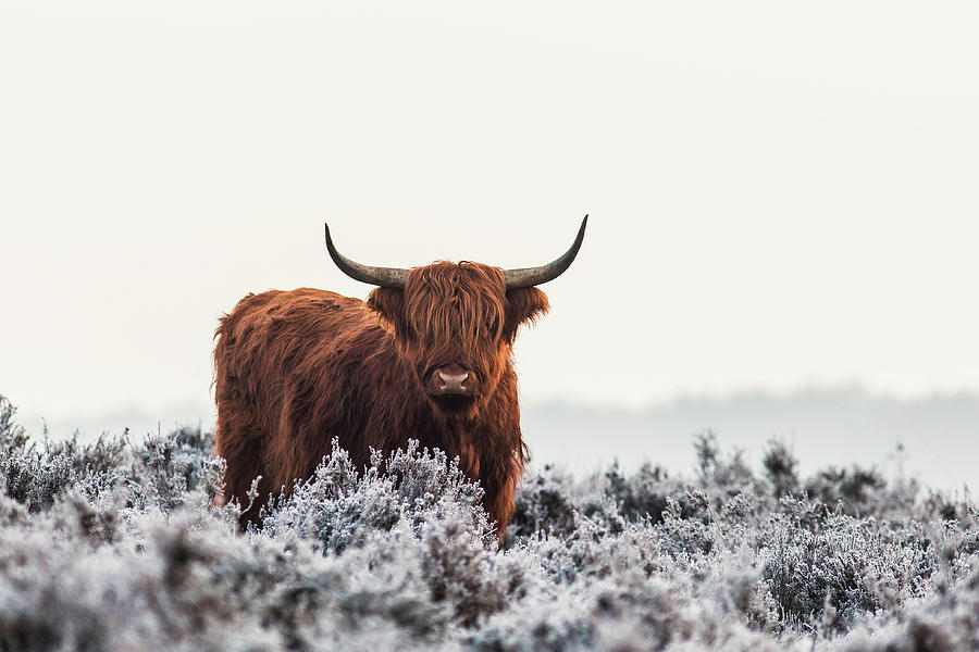 Bison Photograph - Highlander by Jaap Van Den