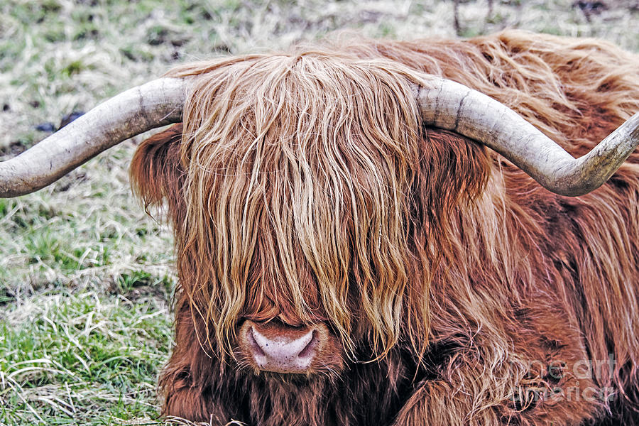 Nature Photograph - Highlands Coo by Elvis Vaughn