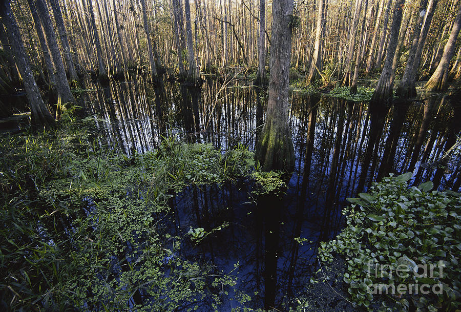 Highlands Hammock State Park Photograph by Mark Newman