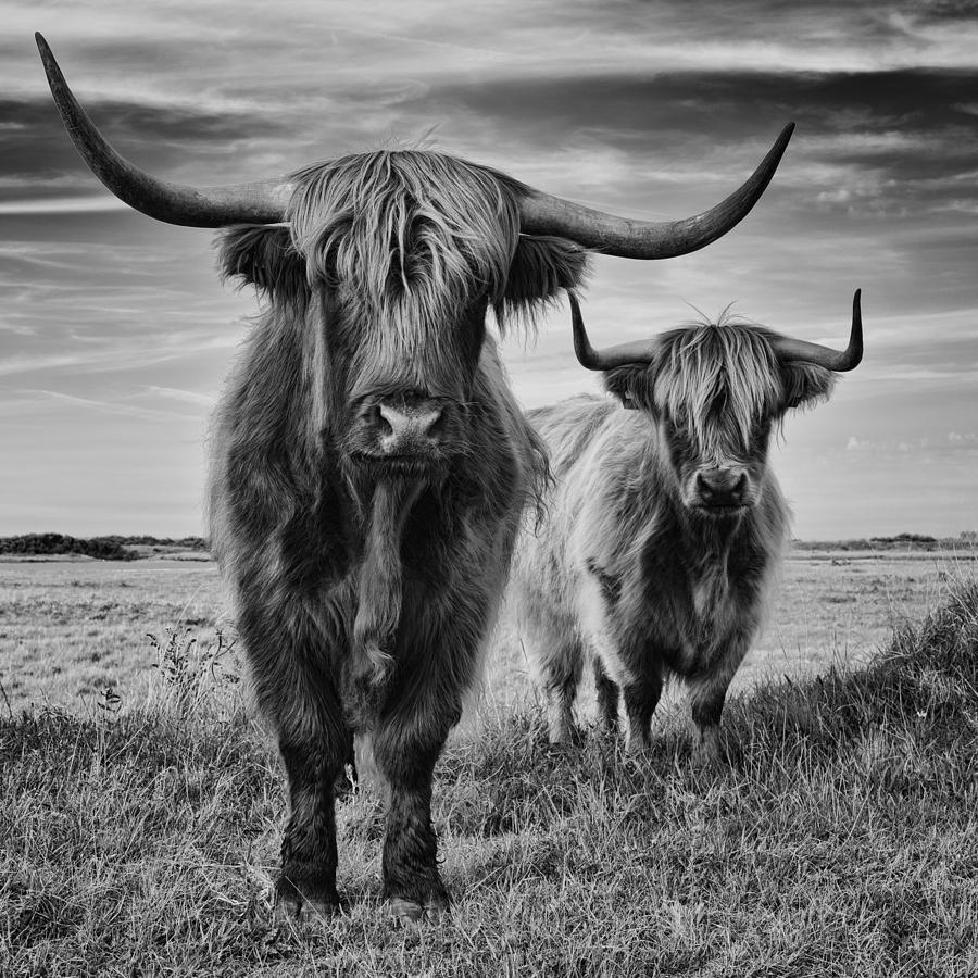 Animal Photograph - Highlands by St?phane Pecqueux