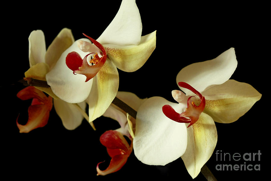 Orchid Photograph - Highlight of the Day by Inspired Nature Photography Fine Art Photography