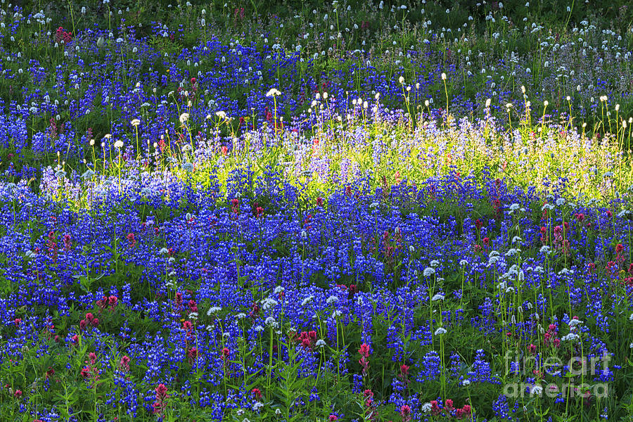 Highlight of Wild flowers Photograph by Mark Kiver