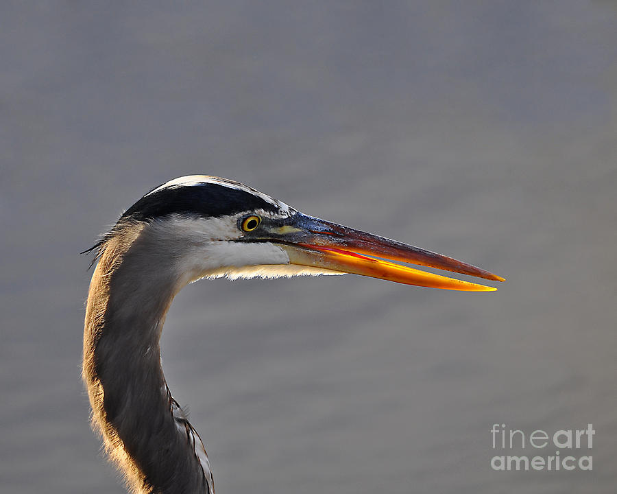 Heron Photograph - Highlighted Heron by Al Powell Photography USA