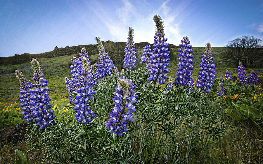 Spring Photograph - Highlighted Lupines by Jean Noren