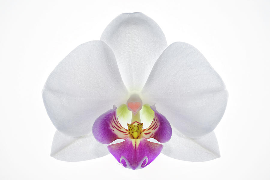 Highly Detailed Close-up Of An Orchid Photograph by Robert George Young