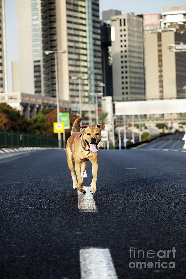 Highway Dog Photograph by Eldad Carin Pixels