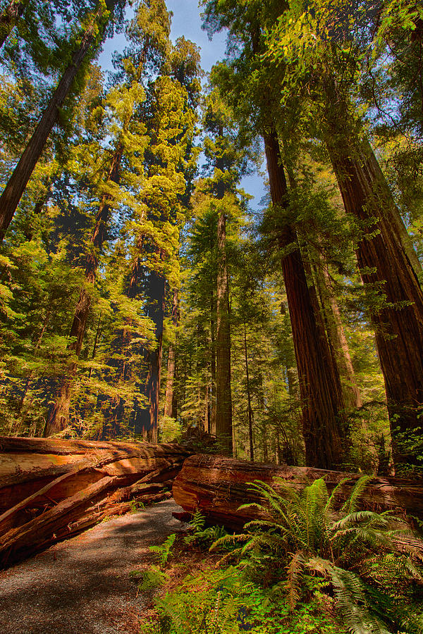 Hikers Paradise - California Redwoods I Photograph by Dan Carmichael