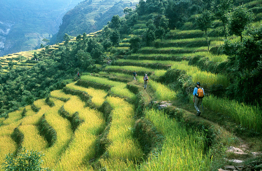 Hikers trekking along rows of rice paddy Photograph by Robas