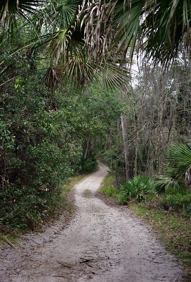 Hiking in Florida Photograph by Deborah Good - Fine Art America