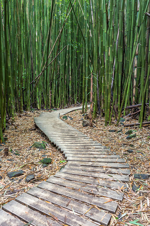 Tree Photograph - Hiking Through The Bamboo Forest by Pierre Leclerc Photography