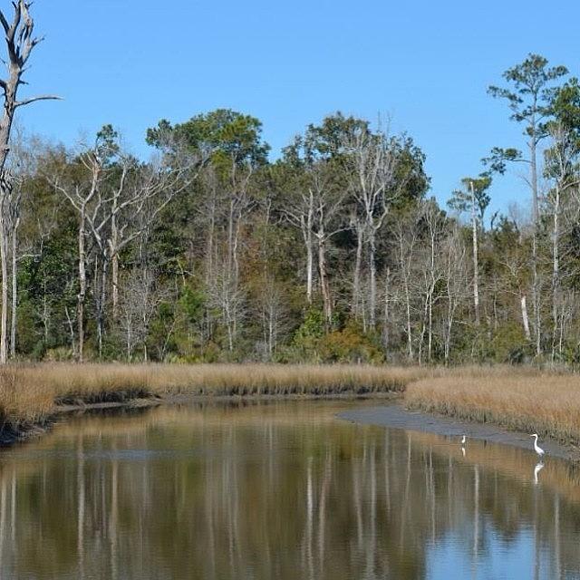 Wildlife Photograph - #hiking Thru The Davis Bayou In by Crissy Petrone