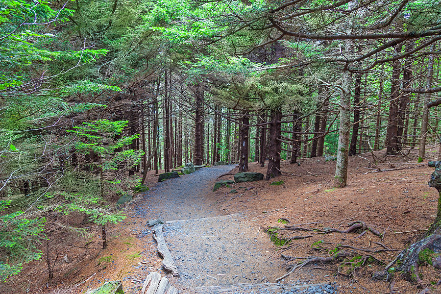 Hiking Trail at Round Bald Photograph by Melinda Fawver