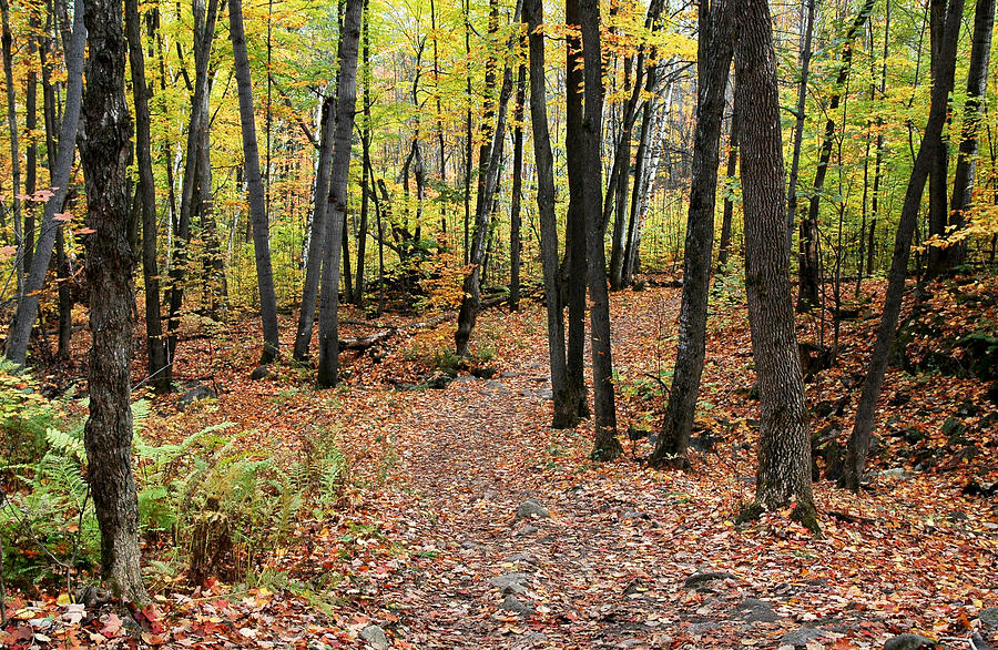 Hiking Trail in Autumn in Gatineau Park in Quebec Photograph by Rob Huntley