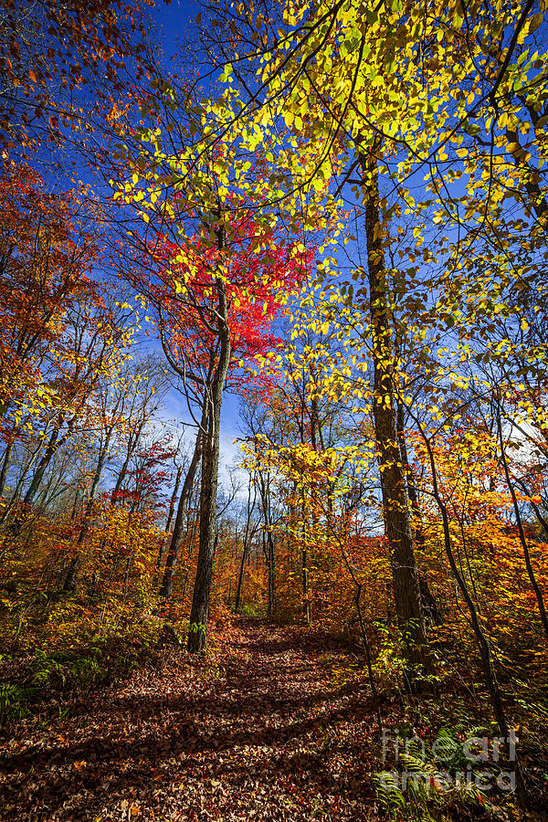 Hiking trail in fall forest 2 Photograph by Elena Elisseeva