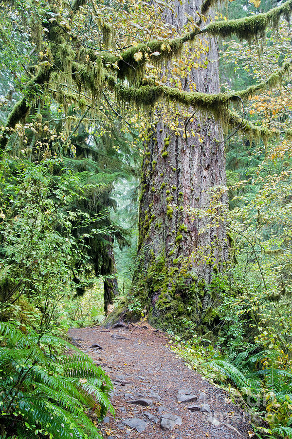 Hiking trail next to a tall spruce tree Photograph by Anna-Mari West ...