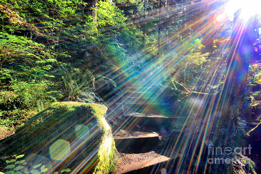 Hiking Trail Sun Flares Photograph by Charline Xia
