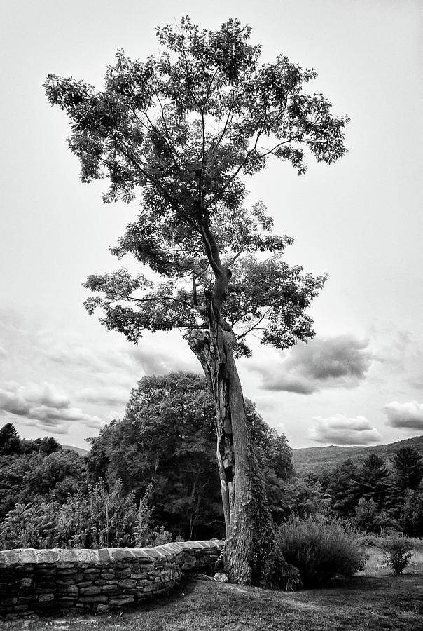 Hildene Tree 5675 Photograph by Guy Whiteley