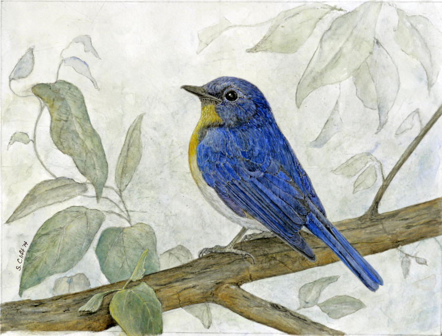 Hill Blue Flycatcher Painting by Sandy Clift