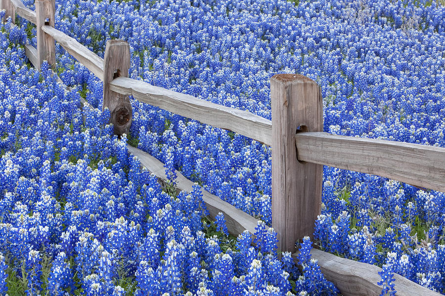 Hill Country Bluebonnetns by an Old Texas Fence 1 Photograph by Rob ...