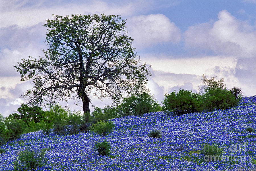 Hill Country Bluebonnets - FS000558 Photograph by Daniel Dempster