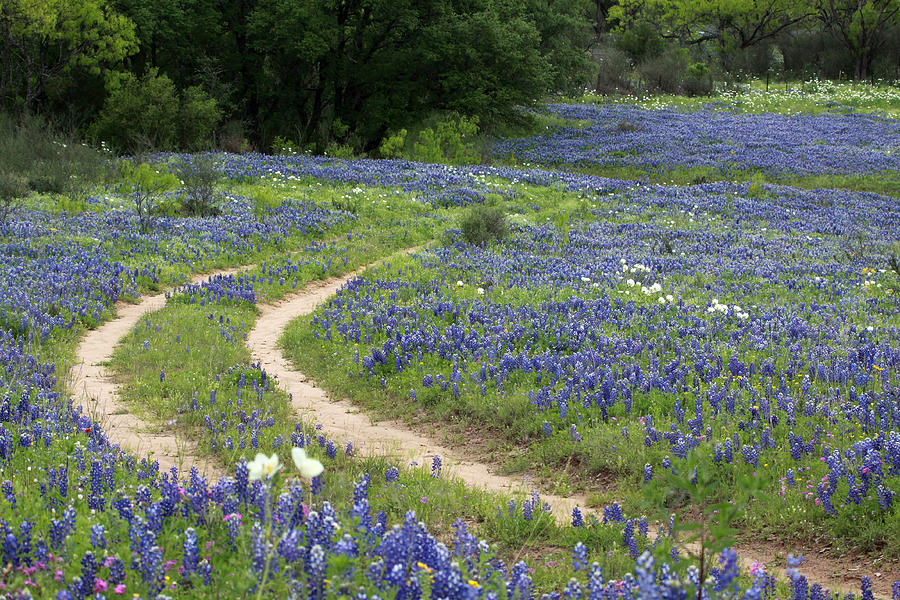 Hill Country Bluebonnets Photograph by Ronnie Prcin