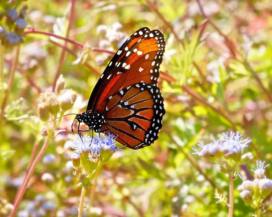 Hill Country Butterfly Photograph by Kristina Deane