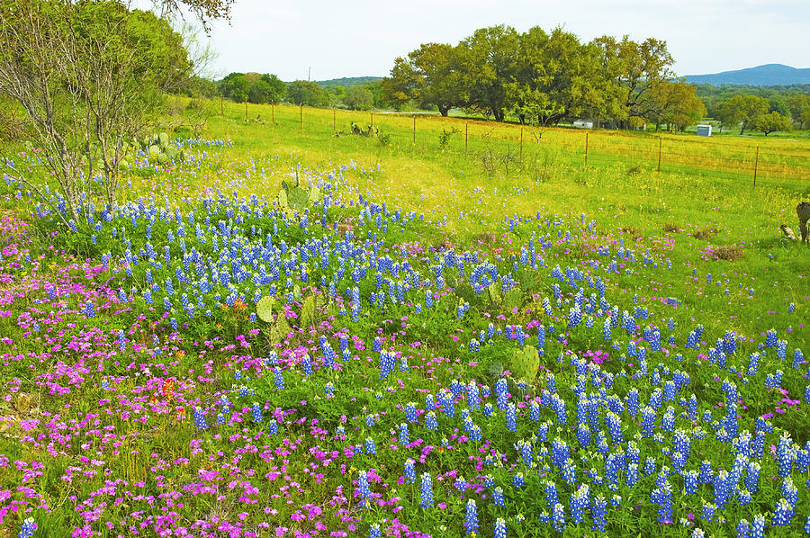 Texas Wildflowers Photograph - Hill Country Color by Robert Anschutz