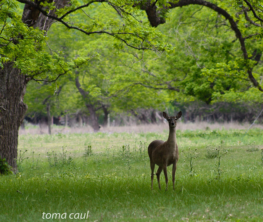 Hill Country Deer Photograph by Toma Caul