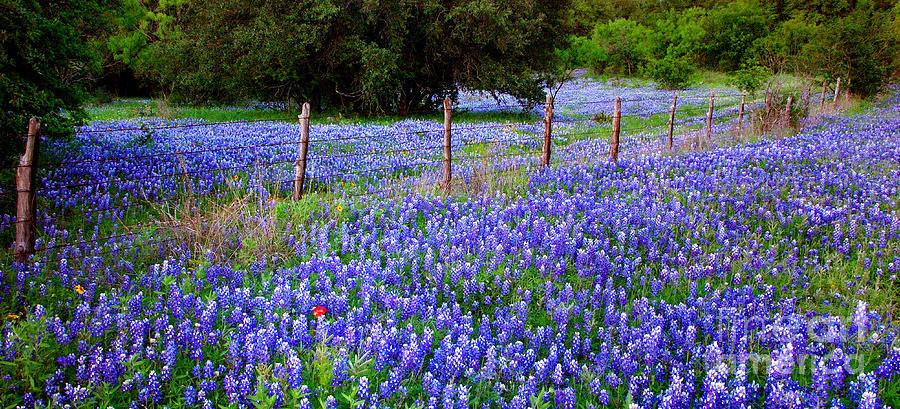 Spring Photograph - Hill Country Heaven - Texas Bluebonnets wildflowers landscape fence flowers by Jon Holiday