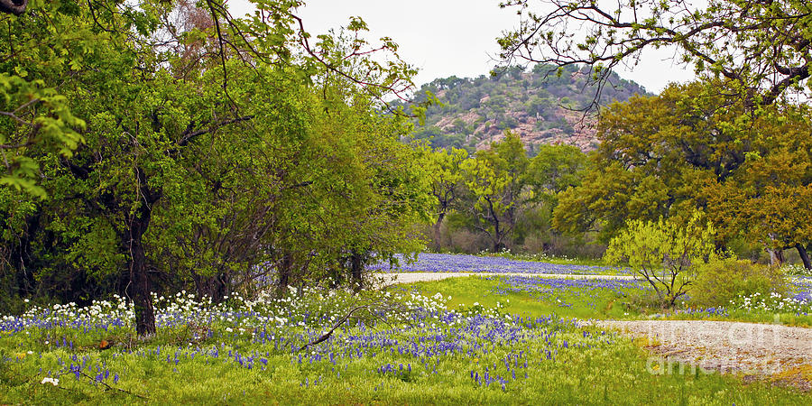 Spring Photograph - Hill Country Springtime by Gary Holmes