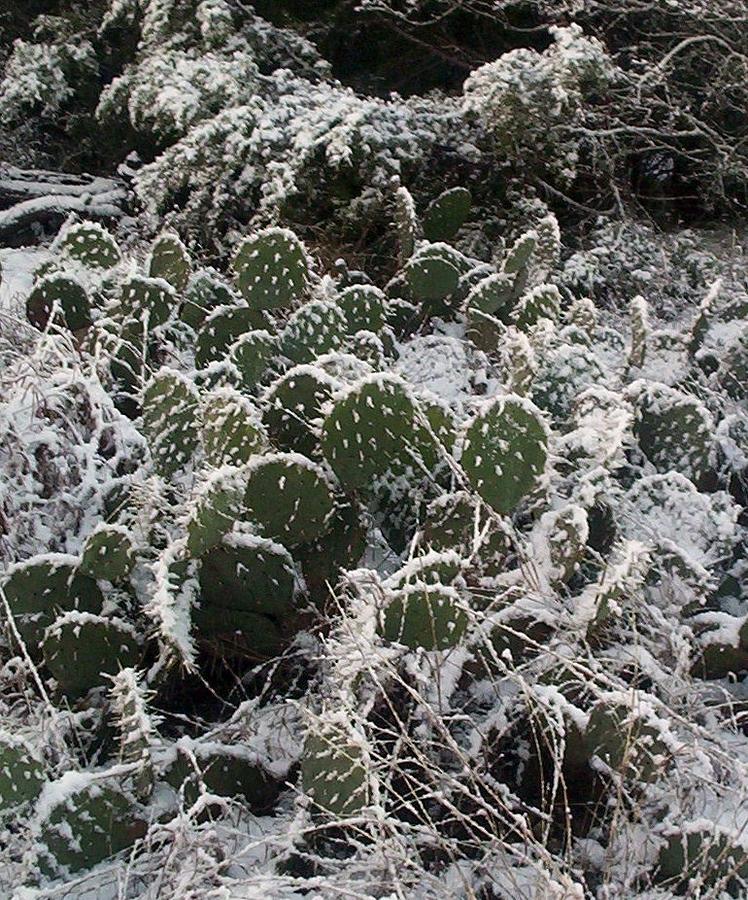 Cactus Photograph - Hill Country Surprise by John Glass