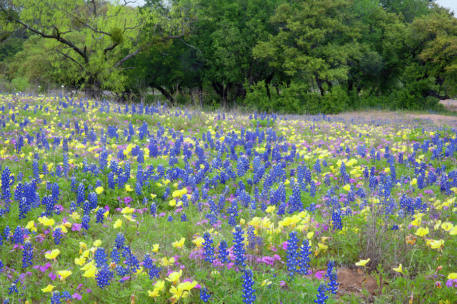 Hill Country, Texas, Bluebonnets Photograph by Alice Garland - Fine Art ...