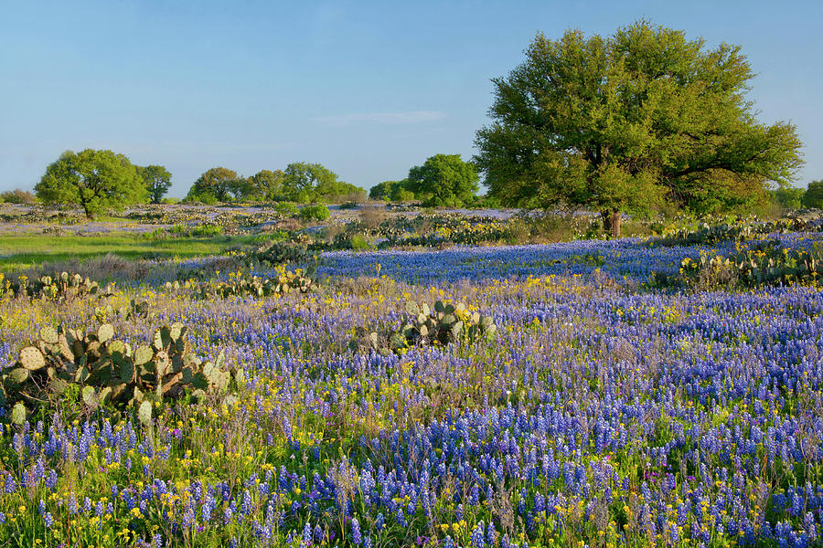 Tree Photograph - Hill Country, Texas, Bluebonnets, Oak by Alice Garland