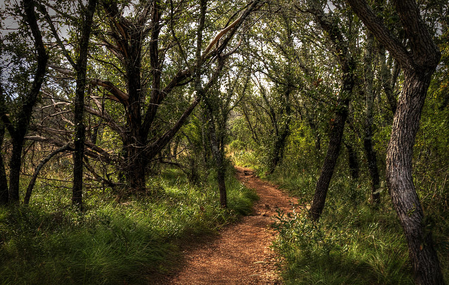 Nature Photograph - Hill Country Trail by Bob Marquis