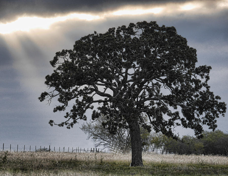 Hill Country Tree Photograph by Dean Ginther